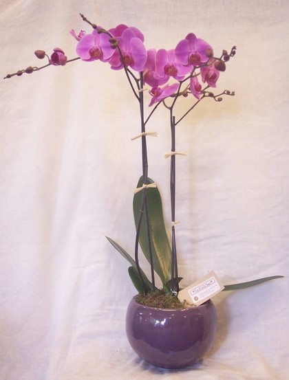 Florist Bushey - Medium Sized Orchid in Ceramic