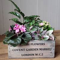 Covent Garden planted Wooden Drawer - Info and larger picture