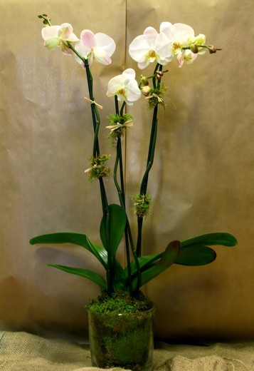 Phalanopsis Orchid