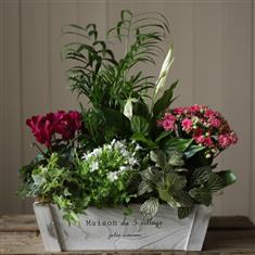 Jolie Maison Planted Arrangement