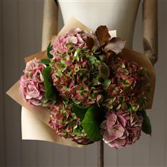 Autumnal Hydrangea