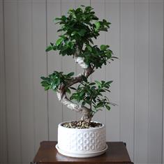 Ficus Ginseng Bonsai