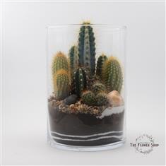 Terrarium &#39;Oli&#39;