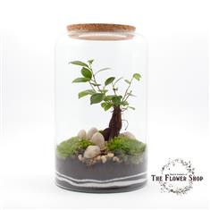 Terrarium &#39;Peter&#39;