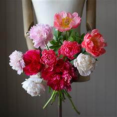 Peonies