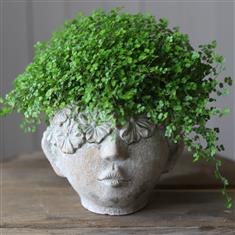 Pot Head