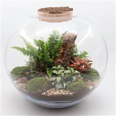 Terrarium Marie