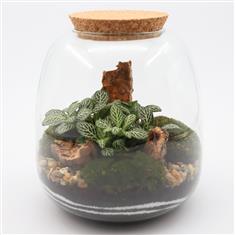Terrarium &#39;Tommy&#39;
