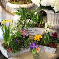 A Jolie Maison planted arrangement mon ami