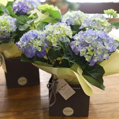 Simply Hydrangea Plant WD23 only