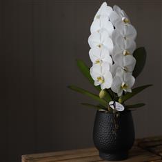 Large Headed Cascade orchid