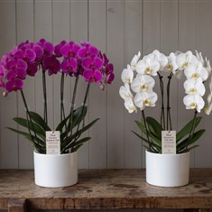 Luxury Phalaenopsis Crown Orchid
