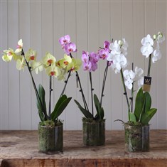 Botanical Glass House Orchid